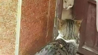 قصه النبي سليمان