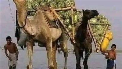 قصه كامله 
