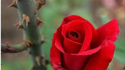 قصه عبره