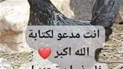 قصه مشوقه 
