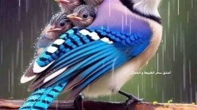 قصه مشوقه
