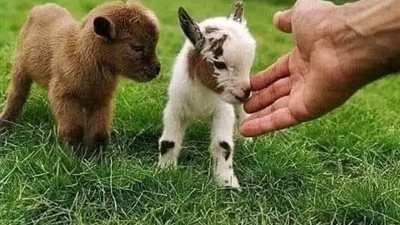 قصه مشوقه