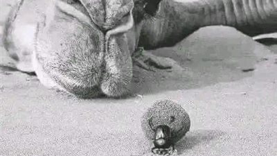 قصه دينيه كامله