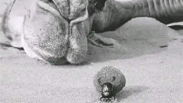 موقع أيام نيوز