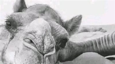 قصه كامله مشوقه 